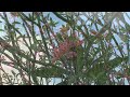 Our Plumeria Tree