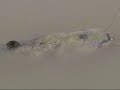 Big Catfish with a FUC... Reel..... 201cm 50 Kilos. Big Catfish with a FUC... Reel..... 201cm 50 Kilos.
