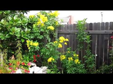 how to care for esperanza plant