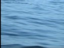 Cobia Fight by Agha Azhar Karachi fishing Cobia Fight by Agha Azhar Karachi fishing