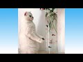 Cute Pets Animals Compilation