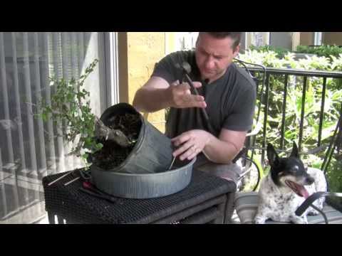 how to fertilize a bonsai tree