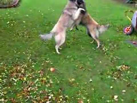 Belgian Shepherd Tervueren