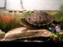 Tootie the Turtle