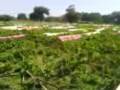aamchi sheti