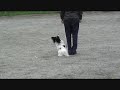 Dennis fotgående som det ser ut idag...(Dennis, 3 year old papillon heeling)