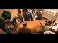 Rinoceronti volanti per sfuggire al bracconaggio (video)
