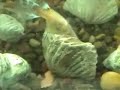 Decorating an Aquarium with Fossil Sea Shells Decorating an Aquarium with Fossil Sea Shells