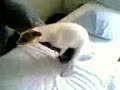 poppender hund