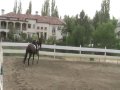 OAF INXS, TB Gelding 5yr Nov 2009.MOD
