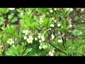 Introducing Enkianthus