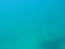 manta-ray-in-talang-sarawak.html