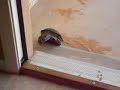Mrs. Slowsky climbing