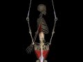 Anatomia Muscoli Dorsali
