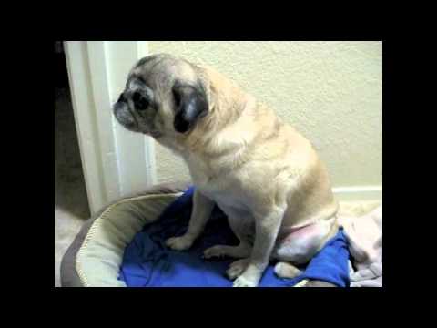 how to relieve reverse sneezing