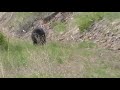 Click here to watch this video bear road