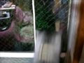 ガラス越しの家猫と野良猫