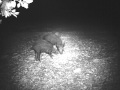 Video camara nocturna caza aguardo jabali 11