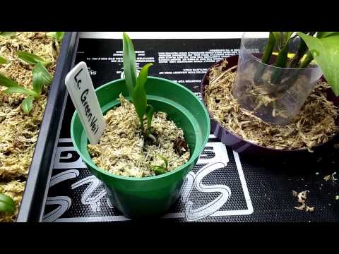 how to fertilize seedlings