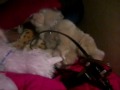 Cutting Sabrina My Golden Retriver's Ears