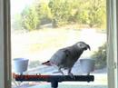 Zeph the Congo African Grey Talking Part 2