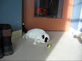 Minet le chat Minet le chat