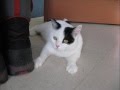 Minet le chat