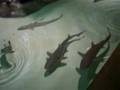 videos de shark dance