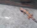 leopard-gecko-feed