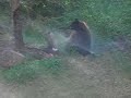 Bear Taking A Bath