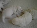 pups bryza en hajduk 14