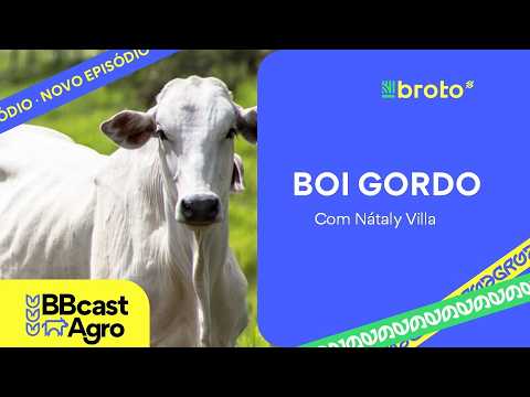 Boi Gordo em Alta e Exportações Aquecidas | BBcast Agro - 19/02/2026