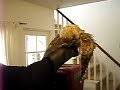 Another great horned owl (Bubo virginianus) banding video