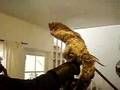 Another great horned owl (Bubo virginianus) banding video