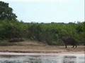 onça pega capivara no pantanal