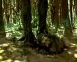 Un Ponte Per Terabithia (Trailer Italiano)