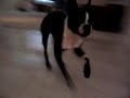 Bug Can't Walk Properly