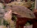 sulaman fishes