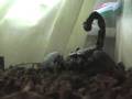 Pandinus imperator eating - Serket comiendo