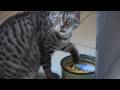 Egyptian Mau cat