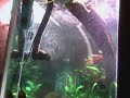 Fluval FX5 Blowing Micro Bubbles Fluval FX5 Blowing Micro Bubbles