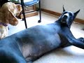 the-great-dane-and-the-chihuahuas.html