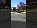Click here to watch this video Cameron Gaudet - Basketball dog