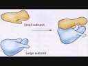 ribosome by sharkattack