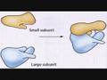 ribosome by sharkattack