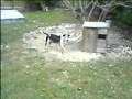 Red nose and Blue nose pitbulls - YouTube