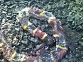Squished Coral Snake