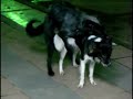 子どもの前で犬が交尾をはじめた！　あなたはどうする？