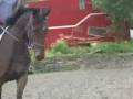 videos de 4 yrs 15 hh Bay Welsh X Wakefield
