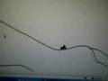 line rider lauw!!!=